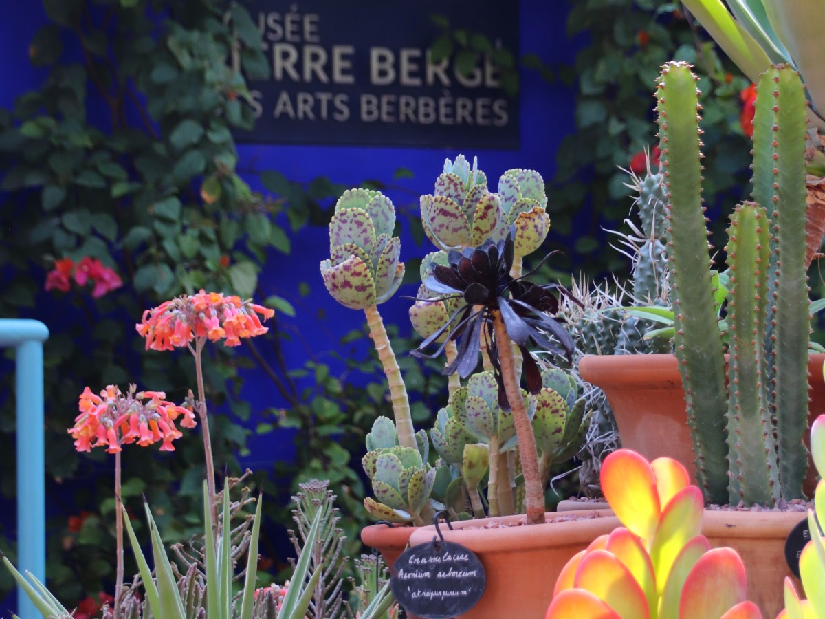 Cosa vedere a&nbsp;Marrakech